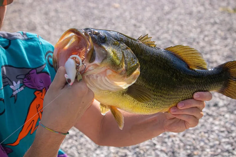 largemouth bass angler — photo from Pexels