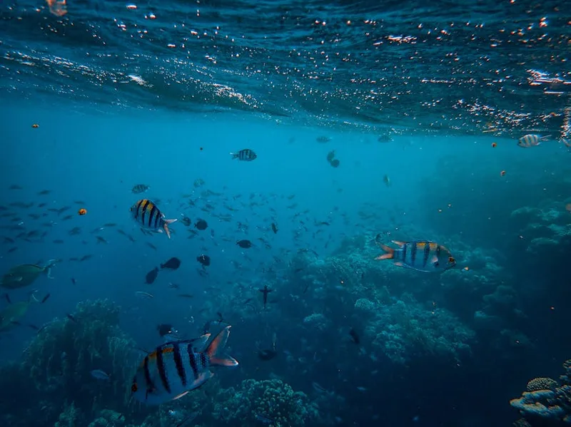 fishing What fish actually see underwater for fishing enthusiasts