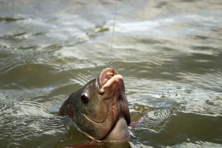 European carp fishing