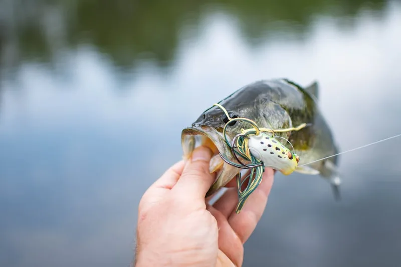 bass fishing tournament water for carp fishing retailers and distributors