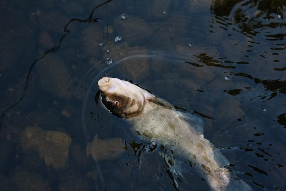 stained water fishing ,  photo by cottonbro studio on Pexels