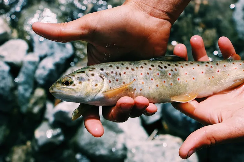 trout fishing river stream — photo from Pexels