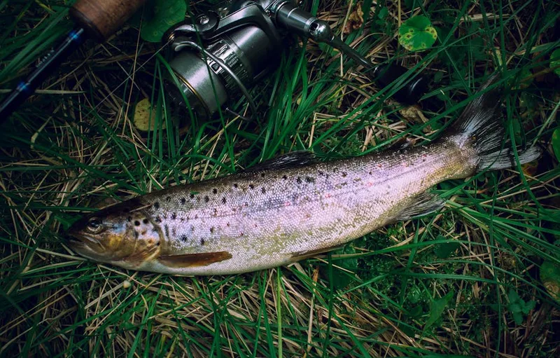 bass fishing rod setup , photo from Pexels